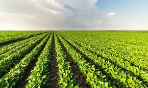 Ministero Agricoltura decreto 13 giugno 2022 – Agroalimentare.